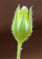  Fruit with persistent calyx